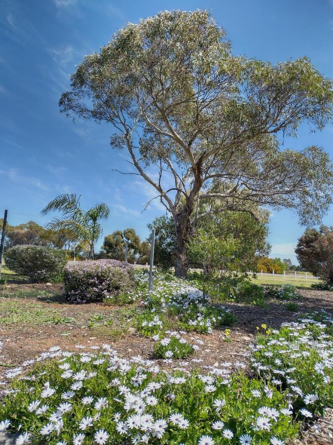 Murray Bridge Motor Inn Bagian luar foto